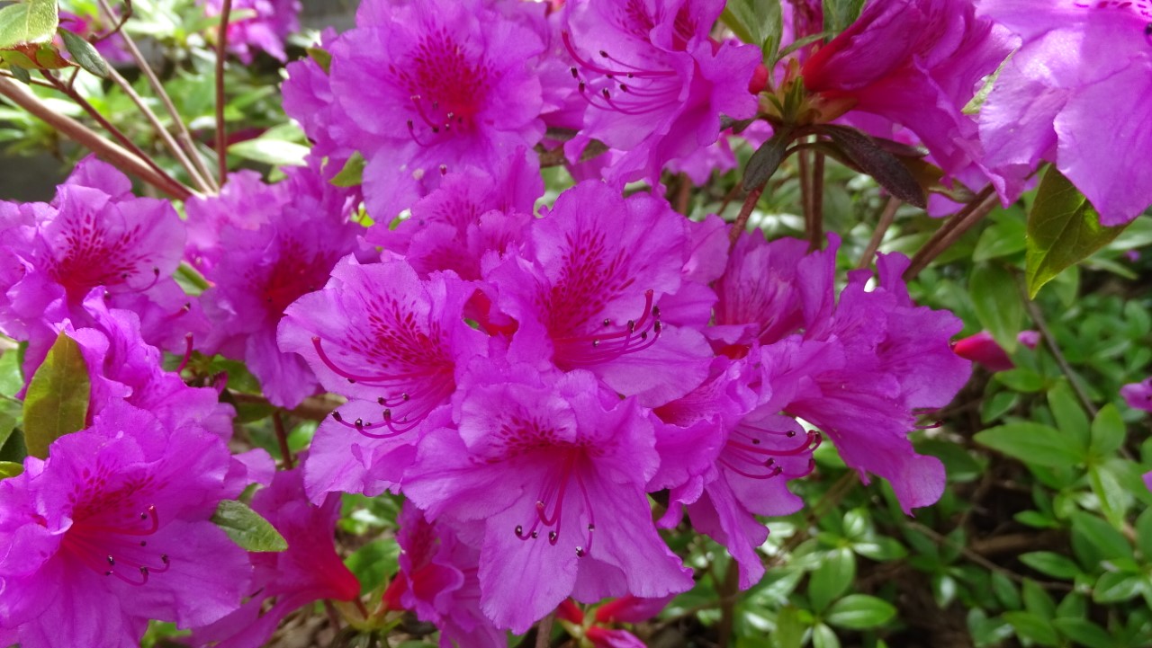'Herbert'